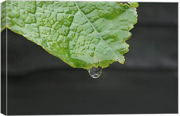 leaf with transparent drop dripping Canvas Print by Ilona Manerske