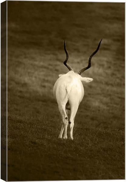 white goat with wavy horns Canvas Print by Ilona Manerske