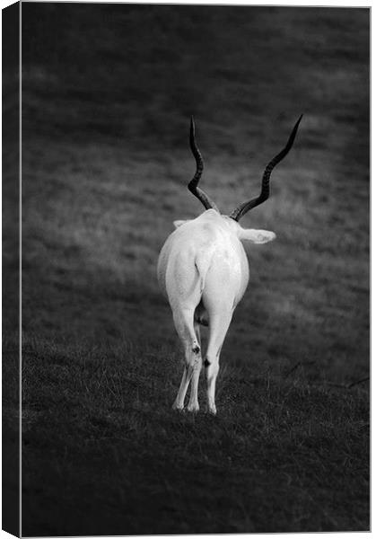 white goat with wavy horns Canvas Print by Ilona Manerske