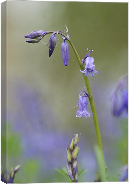 Bluebells Canvas Print by Amanda Hedges