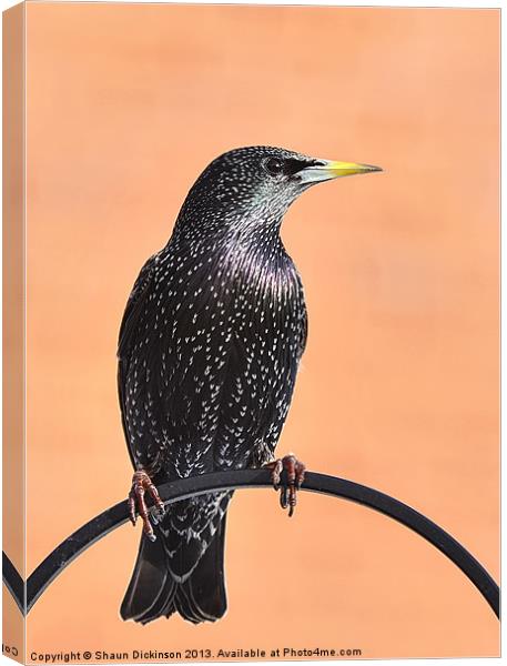 STARLING Canvas Print by Shaun Dickinson