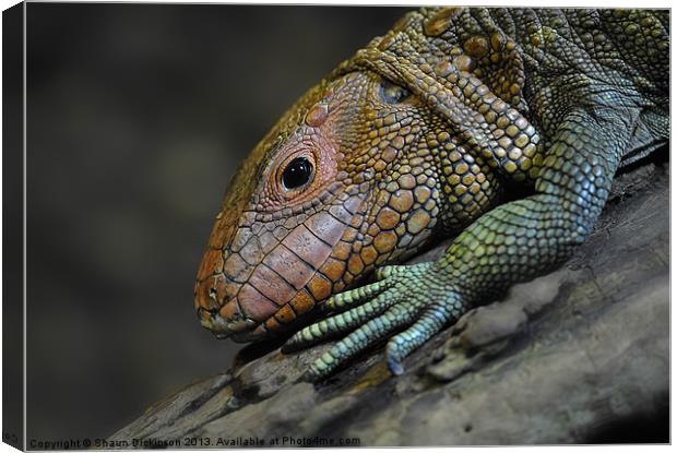 Caiman Lizard Canvas Print by Shaun Dickinson