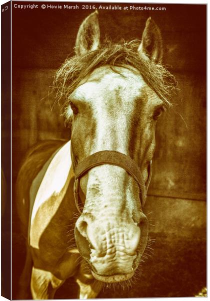 Pony Canvas Print by Howie Marsh