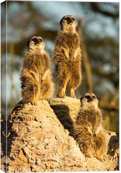 Three wise meerkats Canvas Print by Martin Patten