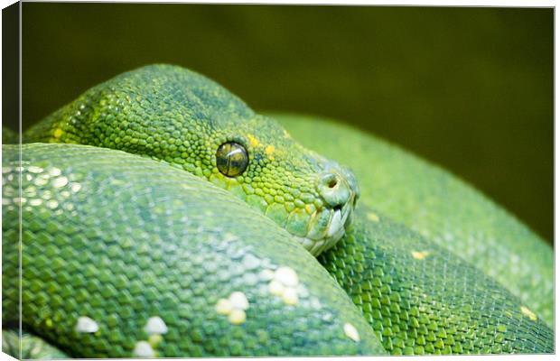 Green tree snake portrait Canvas Print by Martin Patten