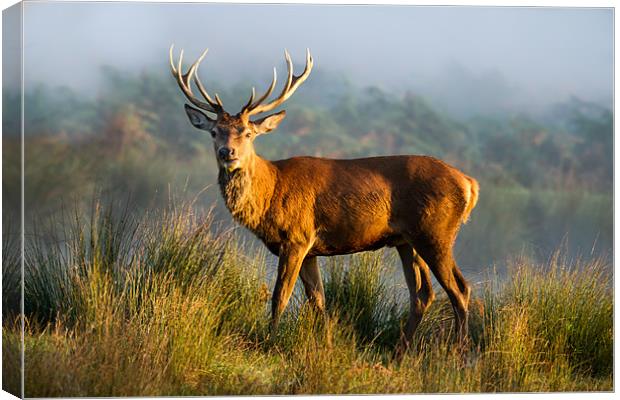 Sunrise Stag Canvas Print by Martin Patten