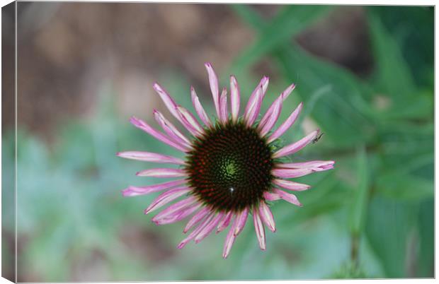 Wild Flower Canvas Print by silvia kohn