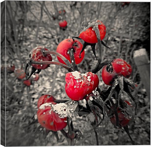 Red Rubys... Canvas Print by mandy taylor