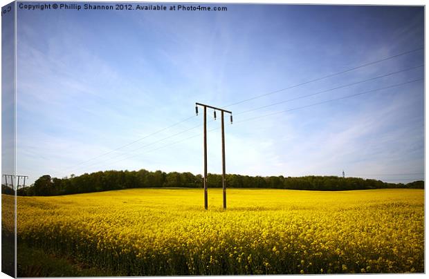 Rapeseed field Canvas Print by Phillip Shannon