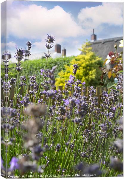 lavendar plant in garden setting Canvas Print by Phillip Shannon