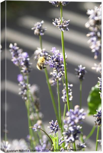 lavendar plant with bee Canvas Print by Phillip Shannon