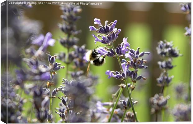 lavendar plant with bee Canvas Print by Phillip Shannon