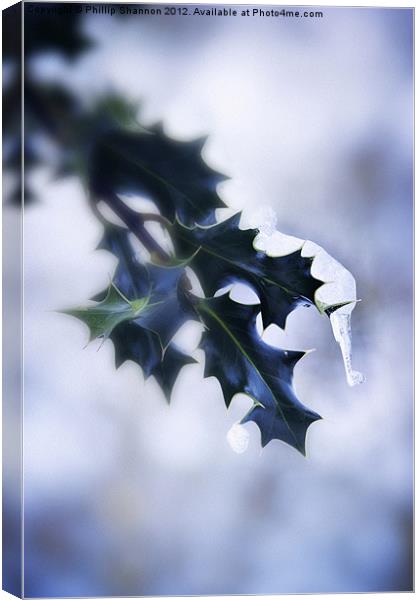 Holly leaf with snow and ice Canvas Print by Phillip Shannon