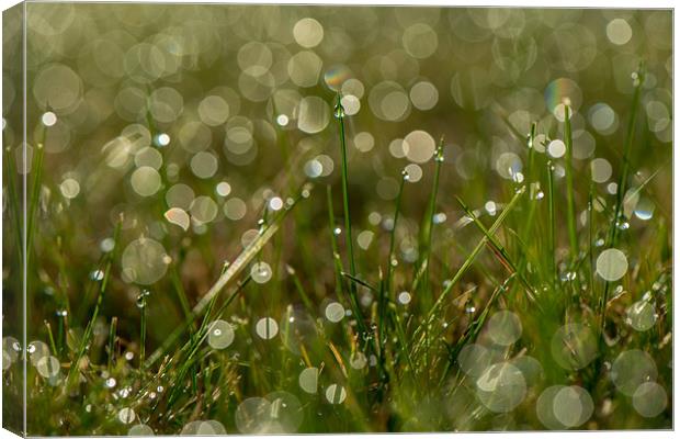 New Morning Bokeh Canvas Print by Aly JJ Smith