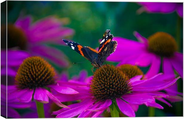 Butterfly on flower - Laycock Abbey Canvas Print by Rob Jones