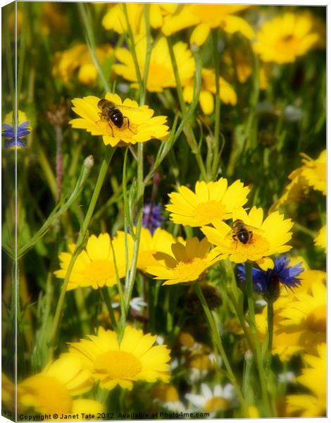 Wild Flower meadow Canvas Print by Janet Tate
