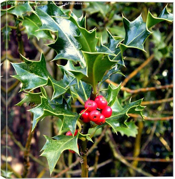 Holly with Berries Canvas Print by Janet Tate