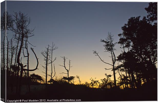 Formby Pinewoods silhouettes Canvas Print by Paul Madden