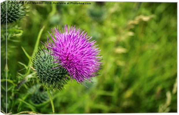 Pink Thistle Macro Canvas Print by Paul Madden