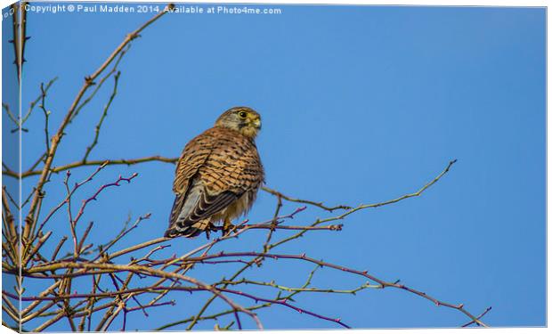 Kestrel in the morning Canvas Print by Paul Madden