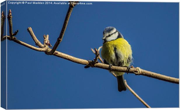 Blue tit on a branch Canvas Print by Paul Madden