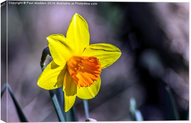 First of the Spring daffodils Canvas Print by Paul Madden