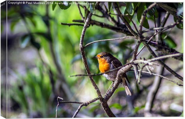 Robin in the trees Canvas Print by Paul Madden