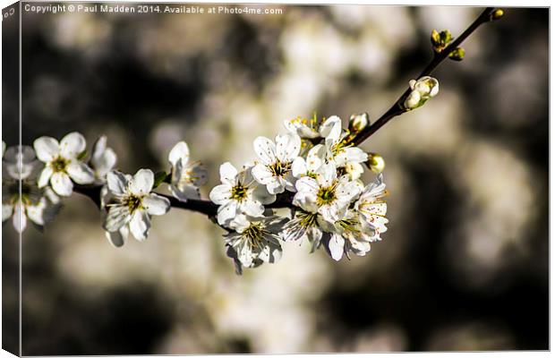 Cherry Blossom Canvas Print by Paul Madden