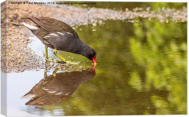 Moorhen drinking at the canal Canvas Print by Paul Madden
