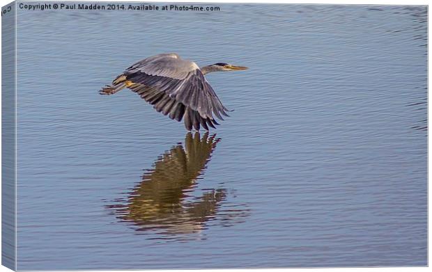 Heron in flight Canvas Print by Paul Madden