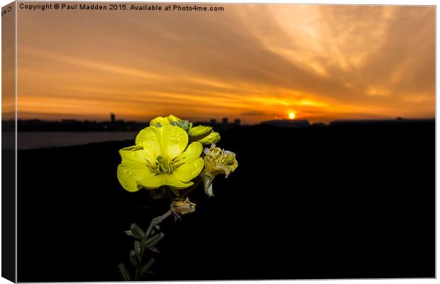 Evening Primrose, Morning Sun Canvas Print by Paul Madden