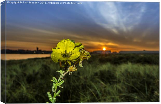 Evening Primrose in the morning sun Canvas Print by Paul Madden