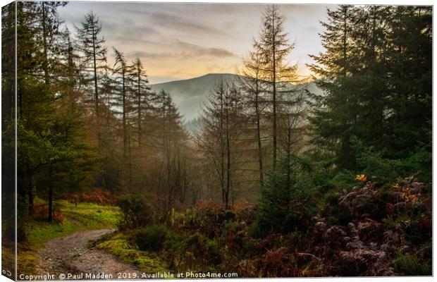 Moel Famau Forest Path Canvas Print by Paul Madden