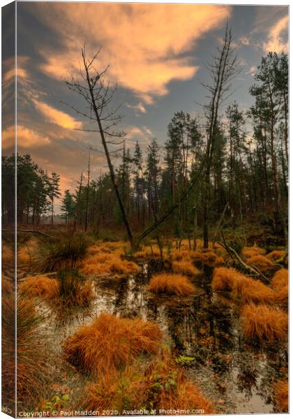 Delamere Forest Marshland Canvas Print by Paul Madden