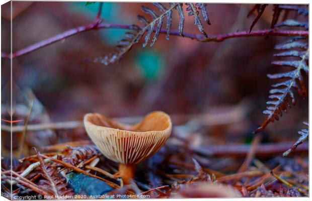Forest Fungus Canvas Print by Paul Madden