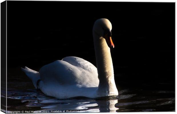Swan on the lake Canvas Print by Paul Madden