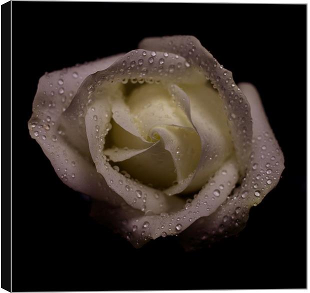 Rose Canvas Print by Timothy Large
