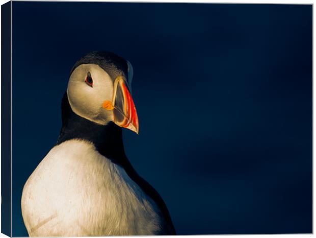 Puffin in Shetland Canvas Print by Timothy Large
