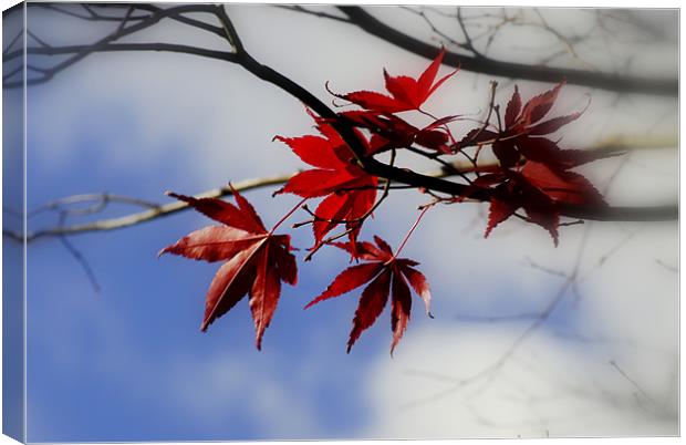 Maple Leaf In The Sky Canvas Print by mohammed hayat