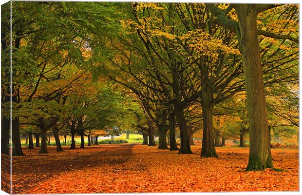 Fall in Richmond Park Canvas Print by Janusz Miarka