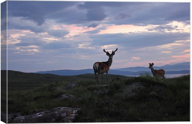 Red Deer at Sunset in Applecross Canvas Print by Richard Westwood