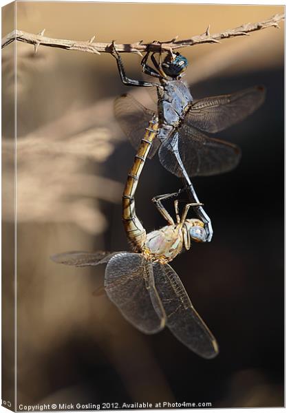 Dragonflies mating Canvas Print by RSRD Images 