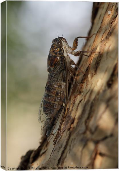 Cicada Canvas Print by RSRD Images 
