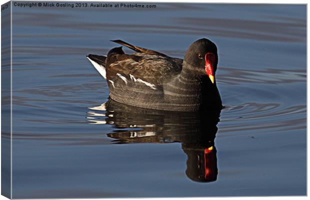 Moorhen in late afternoon sun. Canvas Print by RSRD Images 