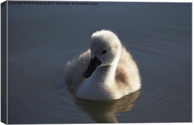 Mute Swan Cygnet Canvas Print by RSRD Images 