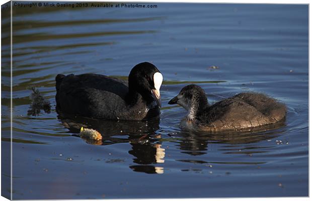 Coot and chick Canvas Print by RSRD Images 