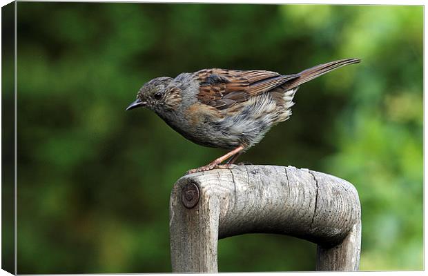  Dunnock on an old wooden garden fork handle Canvas Print by RSRD Images 