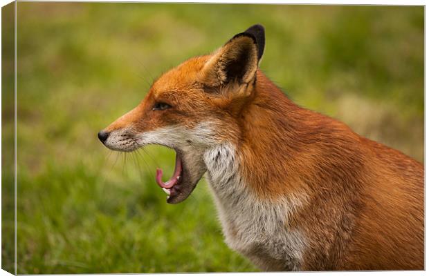Red Fox Yawning Canvas Print by David Craig Hughes