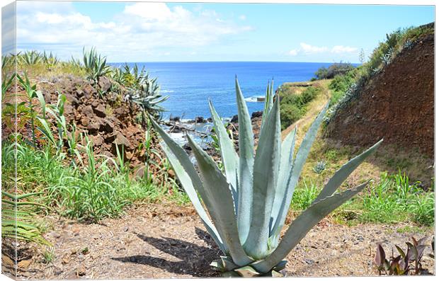 Aloe Vera in The Azores Canvas Print by Malcolm Snook