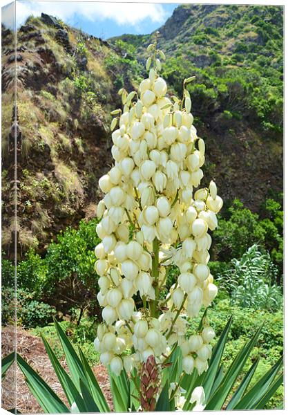 Yucca flowers in the Azores Canvas Print by Malcolm Snook